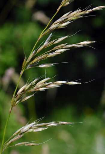 False oat grass – FRIENDS OF THE PARKLAND WALK